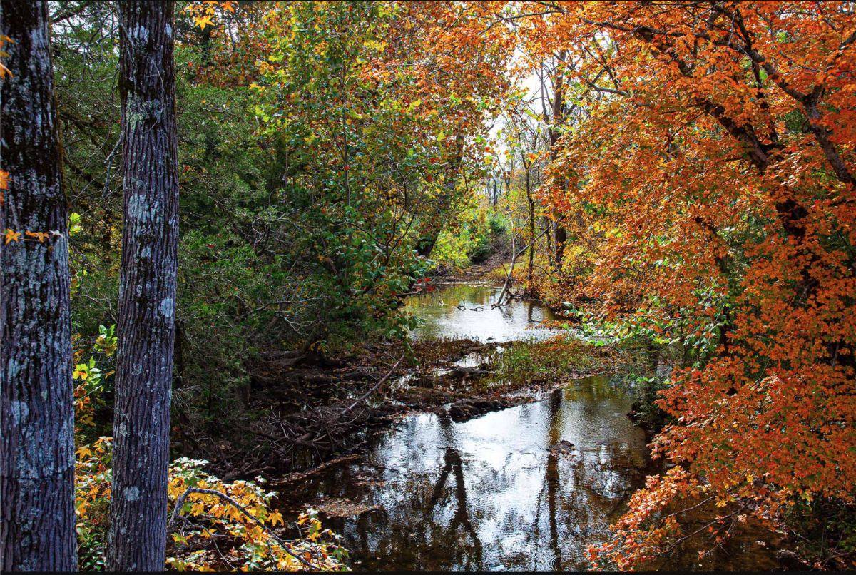 Shoal Creek Preserve trails